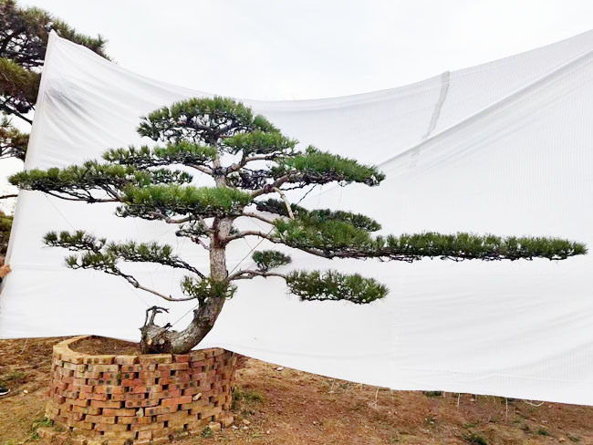 造型油松